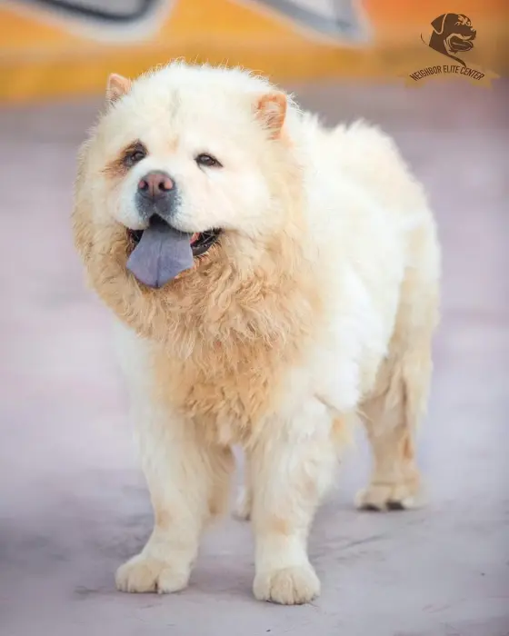 Femelle Chow-Chow
