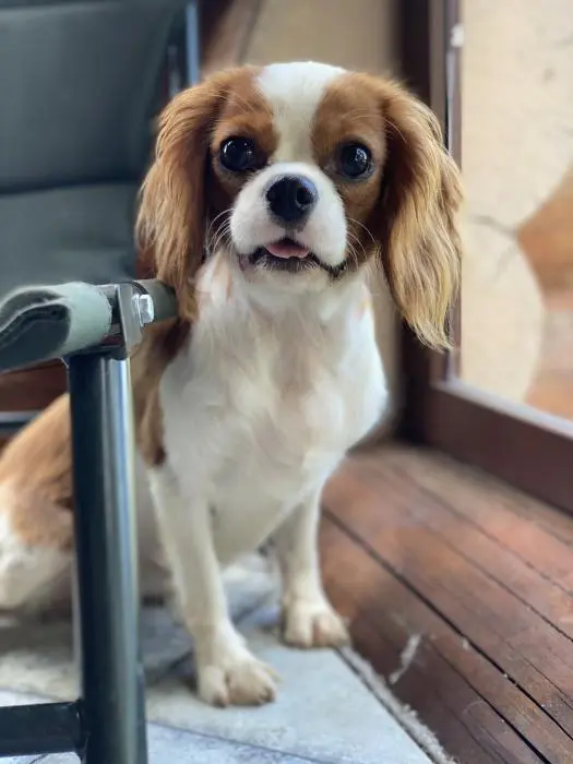 Cavalier king charles