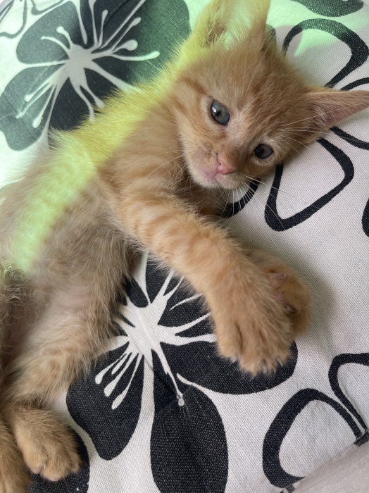 Ginger à adopter sur Casablanca