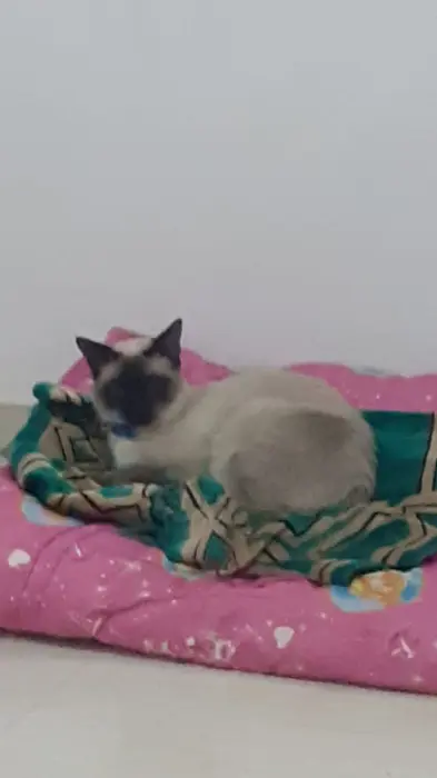 Chat siamois de 6mois