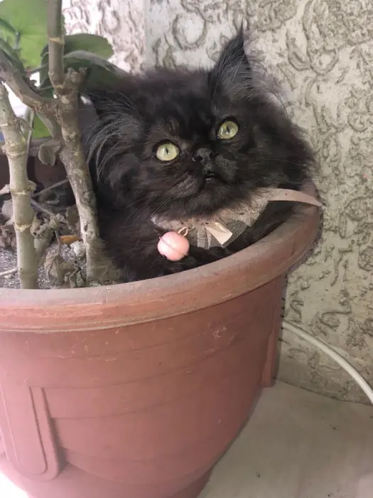 Bichon maltais et havanais