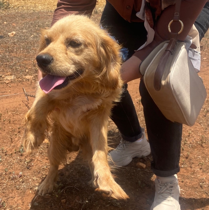 Chien Bichon Maltais / Cocker Spaniel