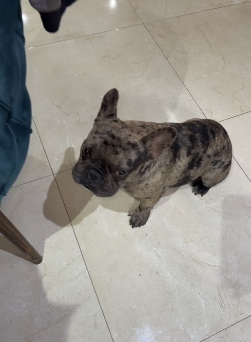 Bouledogue français exotique