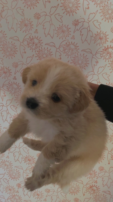 Chiots bichon havanais