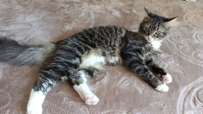 Mettre mon chat LEO pour adoption