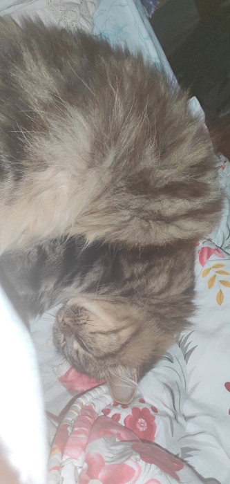 2 chats scottish long hair à vendre