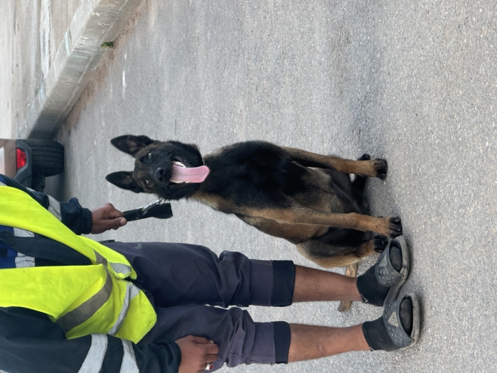 Malinois charbonnier