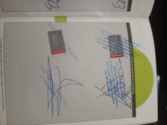 Malinois charbonnier