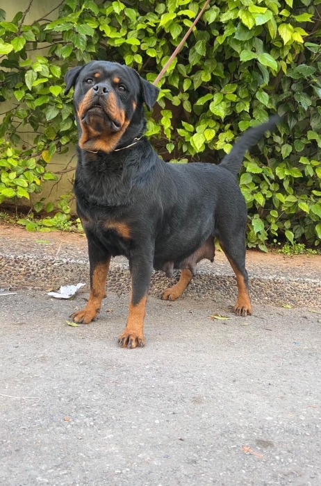 Rottweiler pedigree