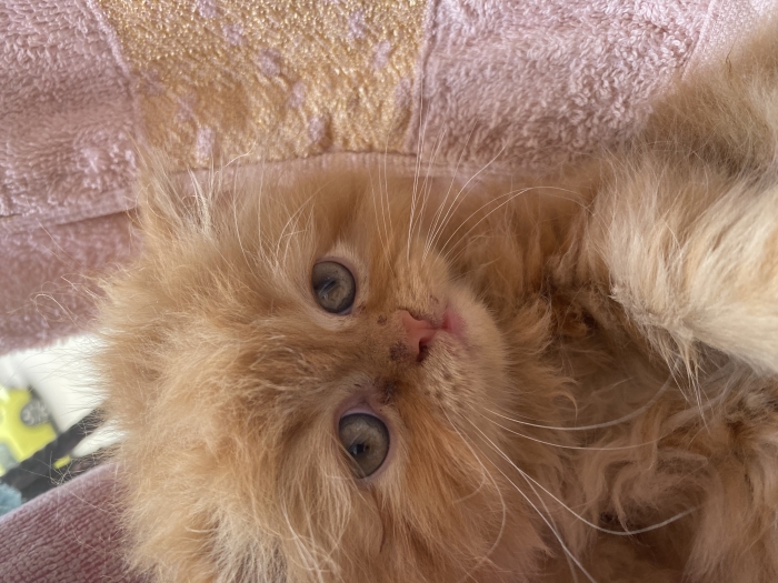 “Chatons Persans à vendre – 2 femelles blanches yeux bleus + 1 mâle – Casablanca”