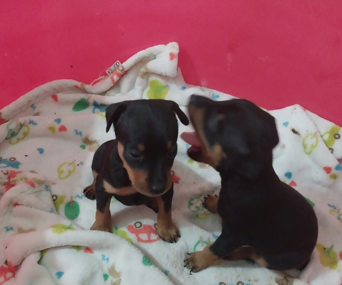Miniature Pinscher 2 Boy Puppies