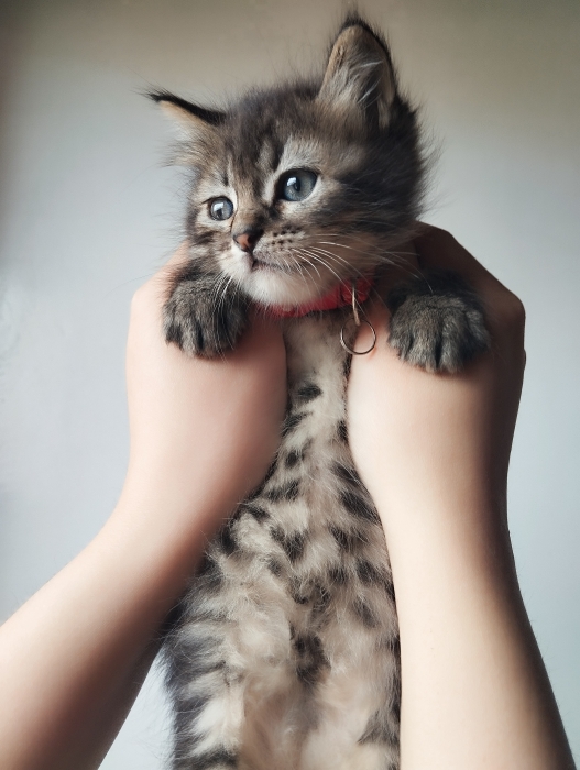 🐾 Chatons Norvégiens gratuit ! 🐾