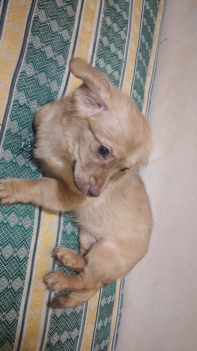petit chiot kokoni (femelle)