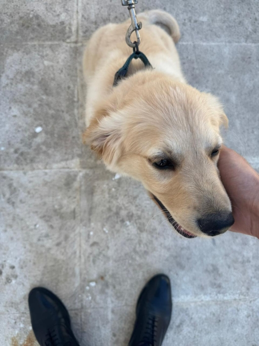 Chiot Golden Retriever Male