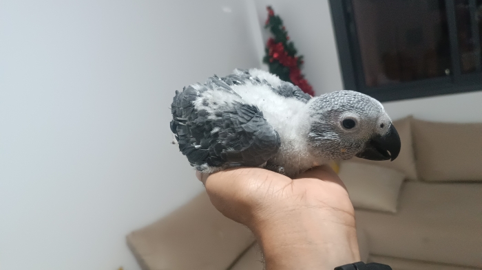 Perroquet gris du Gabon