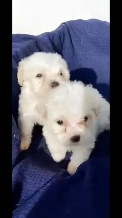 Bichon maltais