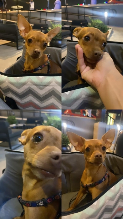 Chien pinscher nain Femelle