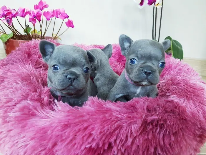 French Bulldog Puppies