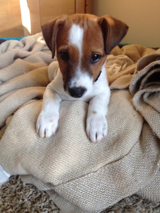 Un beau chiot jack russel male