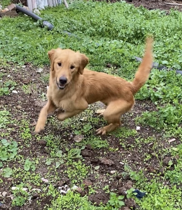 Très Belle femelle Golden Retriver très active 1 ans