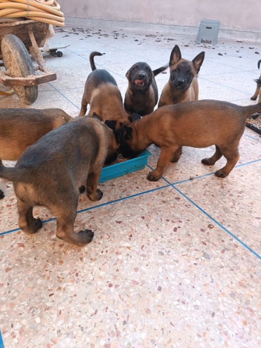 Petits chiot malinois charbonné