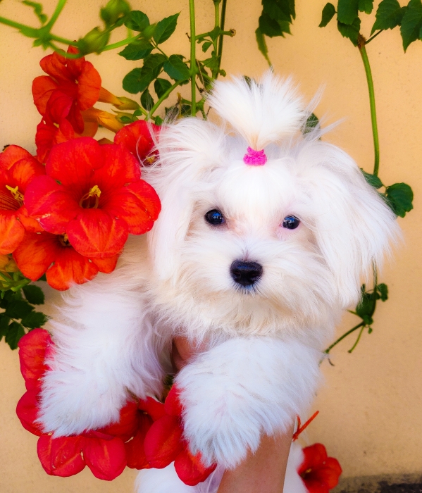 Mini Maltais avec tout documents