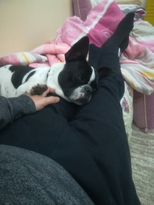 Bouledogue français