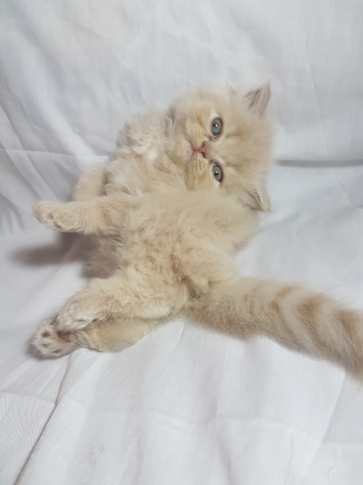 Chaton persan 2 mois