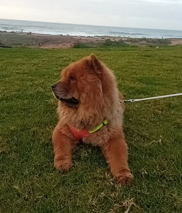 Chow chow bien dressé