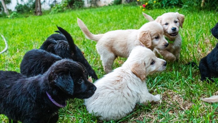 Magnifiques chiots Golden Retrievers 🐾