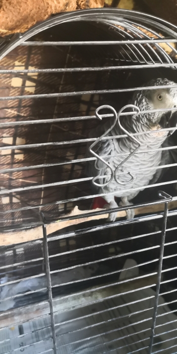 Perroquet gris de gabon