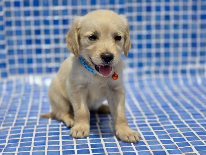 Chiots Golden Retriever femelles