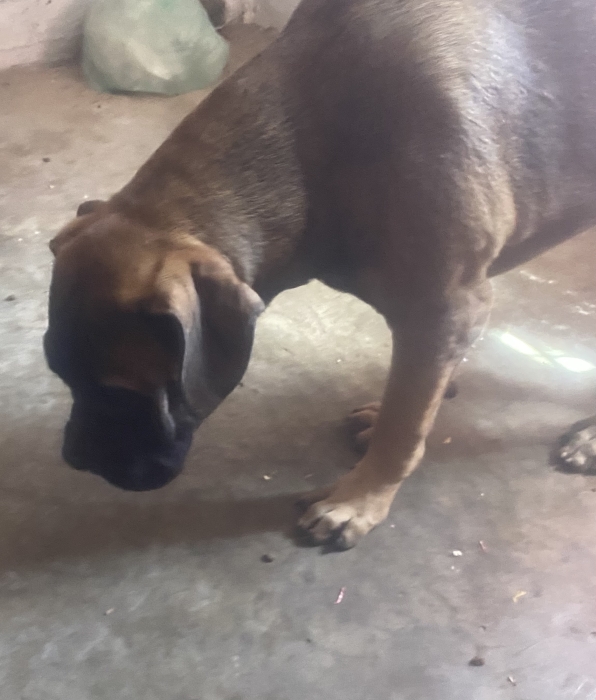 Vente chiot persa cannario