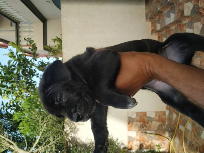 3 male chiot cane corso