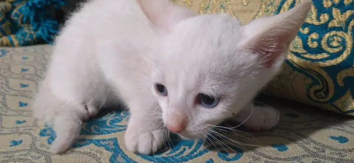 Un chat blanc à vendre