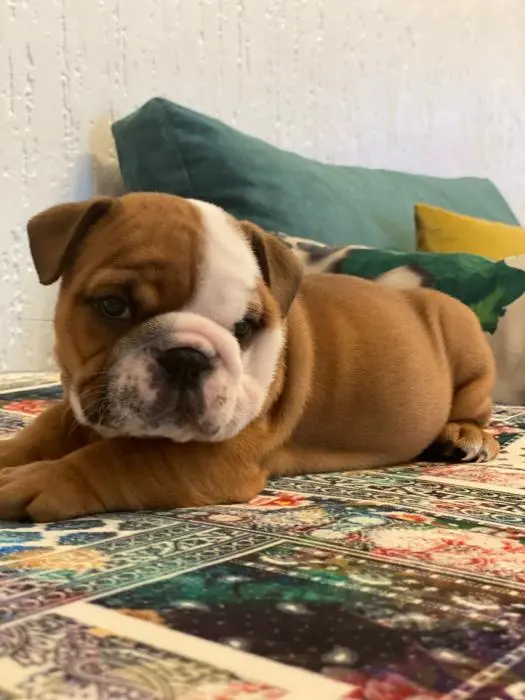 Chiens bulldog anglais