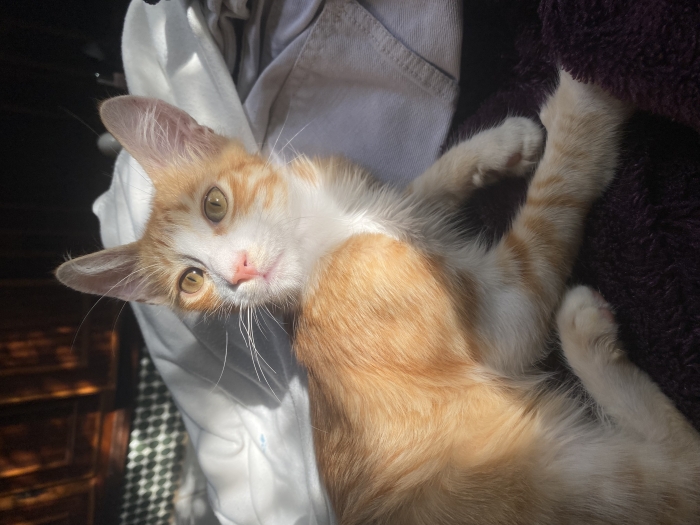 Chat orange nommé Calvin