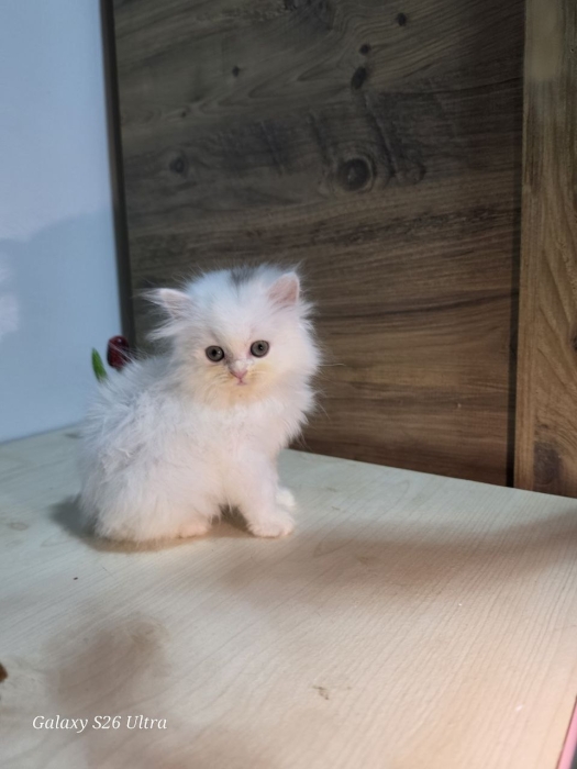 Highland fold & Scottish fold parents Pedigree