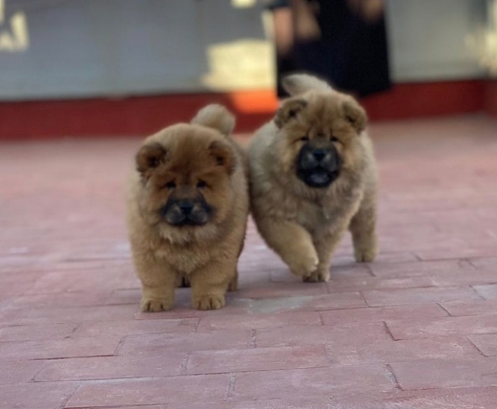Chow Chow