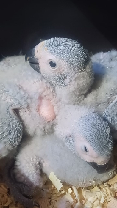 Bébé gris du Gabon