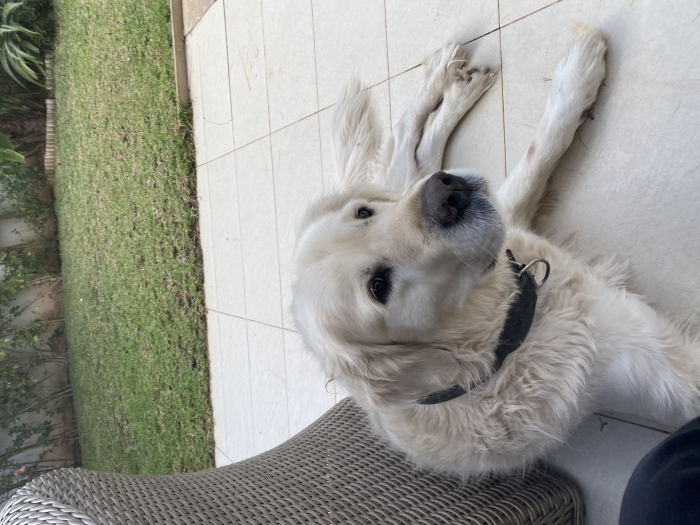 Golden retriever male disponible pour accouplement