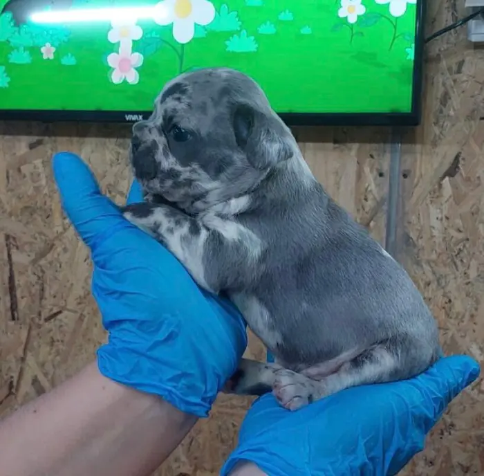 Exotique Bouledogue français à vendre