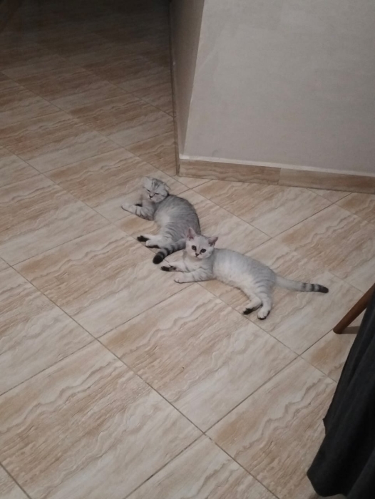Scottish fold a vendre