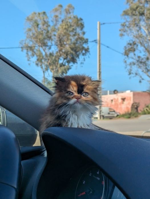 Chaton Person Femelle