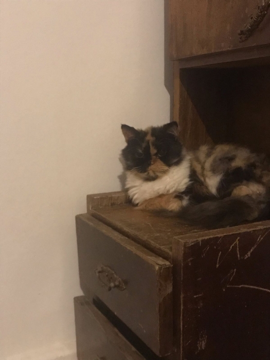 Chatte persan à vendre