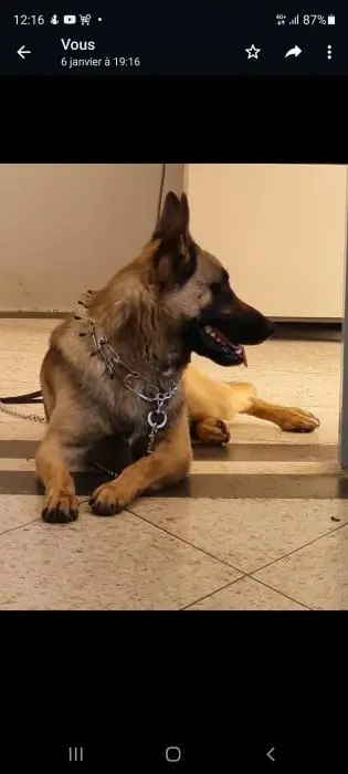 Besoin d une femelle malinois pour accouplement