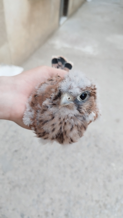 Oiseaux Faucon crécerelle