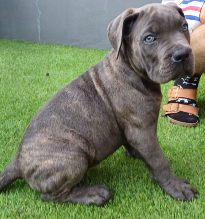 Cane Corso 🇮🇹