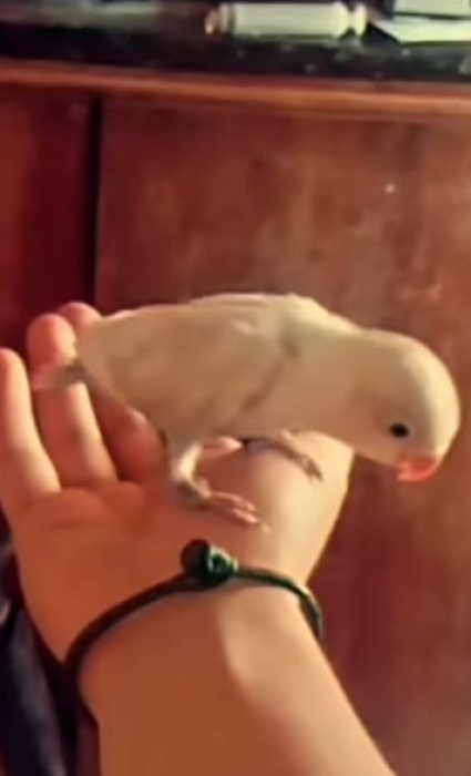 inseparable dressage