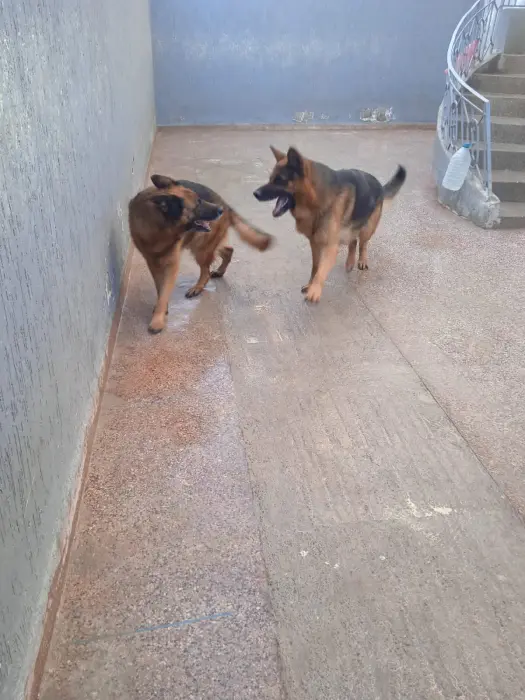 Bergee allmand couple